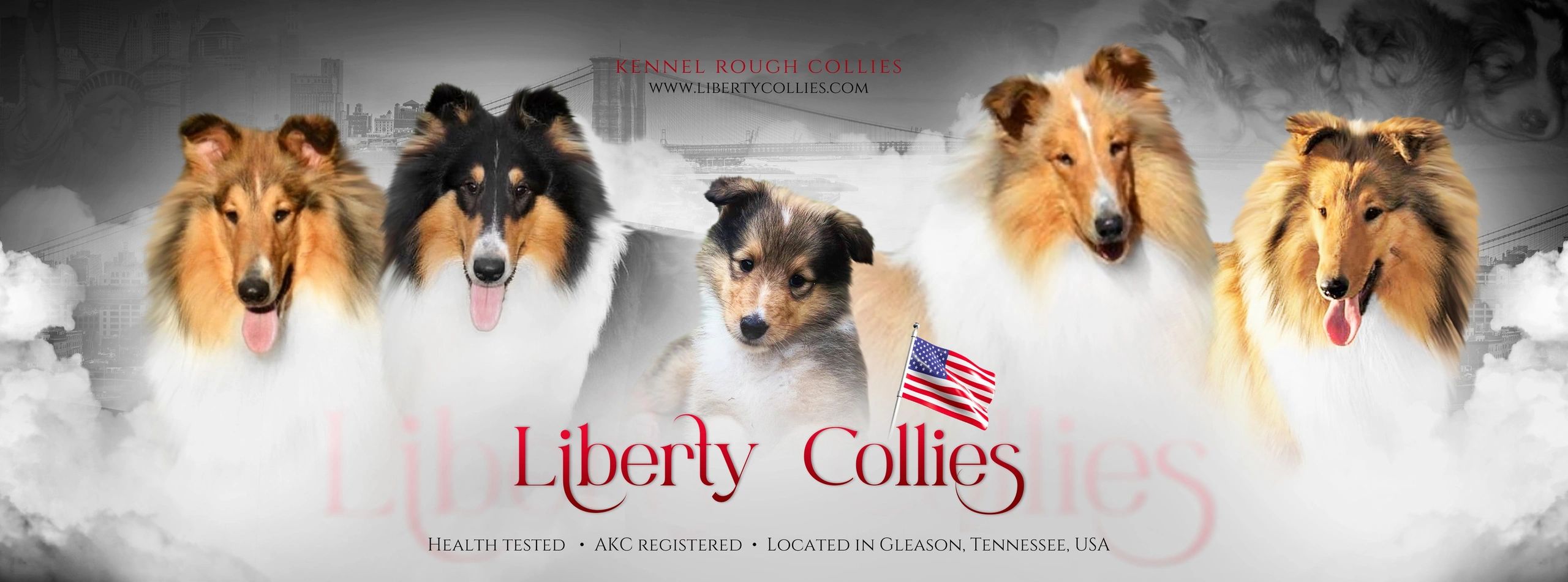 AKC Collie Puppies Liberty Collies